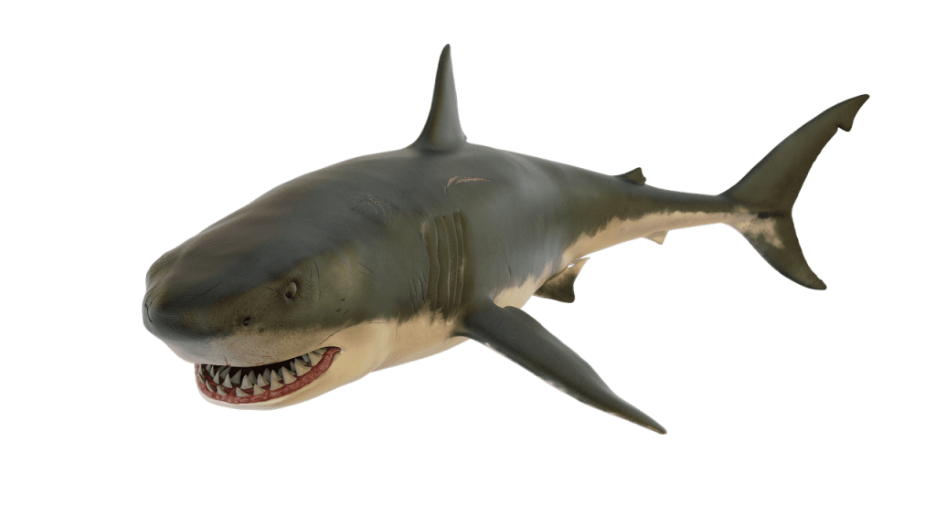explore the thrilling and terrifying world of shark attacks. discover the facts, statistics, and stories behind these oceanic encounters and learn how to stay safe while enjoying the sea.