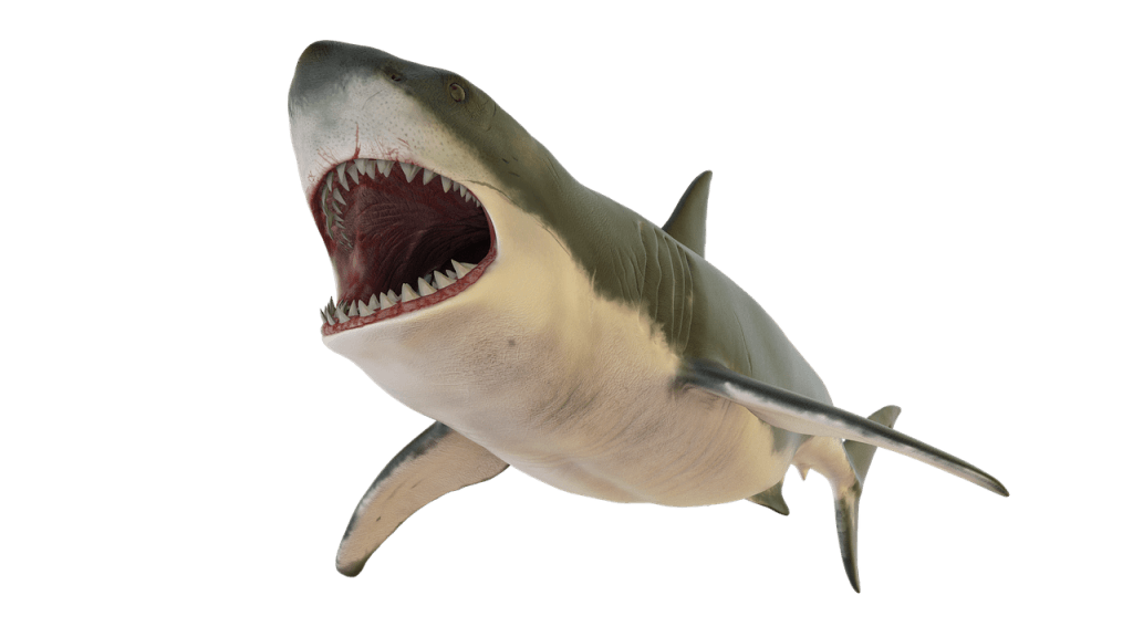 discover the shocking facts about shark attacks, their causes, statistics, and safety tips to stay safe while enjoying the ocean. learn how to minimize risks and responsibly interact with marine life.