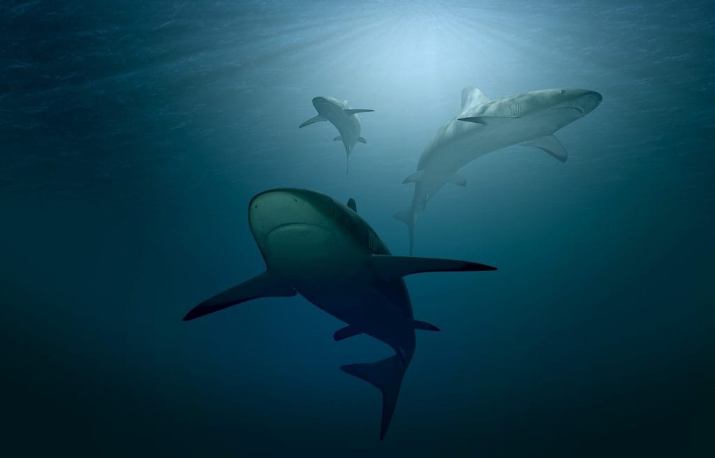 explore the thrilling and terrifying world of shark attacks. learn about the causes, prevention, and real-life stories behind these ocean encounters. discover how to stay safe while enjoying the waters and understand the fascinating behavior of sharks.
