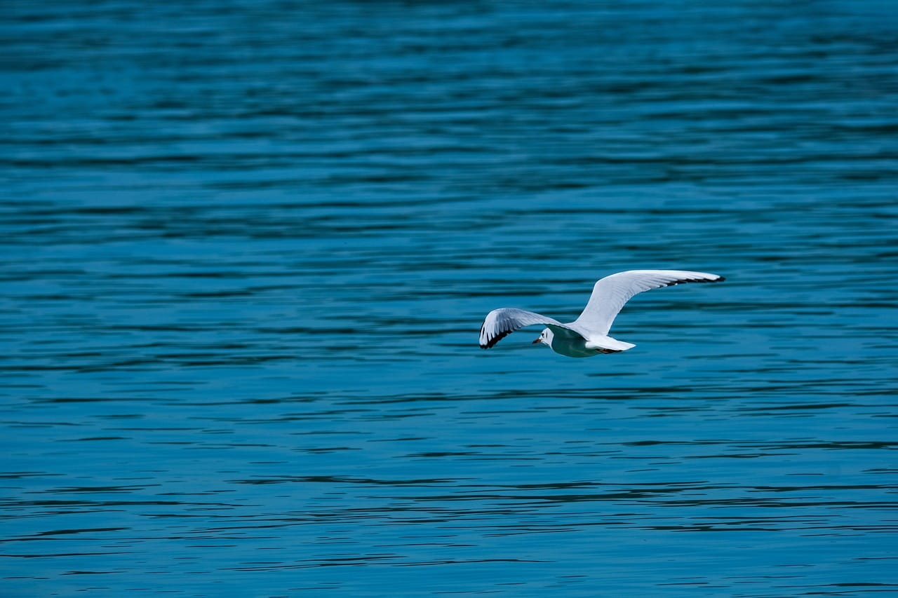 découvrez un havre de paix avec notre escapade tropicale. plongez dans des paysages enchanteurs, des plages de sable fin et une culture vibrante. évadez-vous vers un monde de détente et d'aventure où chaque moment est une invitation à explorer et à vous ressourcer.